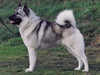 norwegian-elkhound breeders