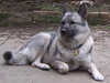 norwegian-elkhound owners
