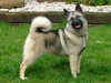 norwegian-elkhound stud-dogs