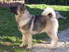 norwegian-elkhound puppies
