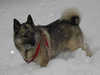 norwegian-elkhound results