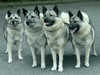 norwegian-elkhound clubs