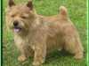 norwich-terrier breeders