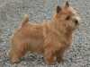 norwich-terrier owners