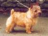 norwich-terrier stud-dogs
