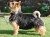 norwich-terrier puppies
