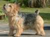 norwich-terrier results