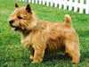 norwich-terrier clubs