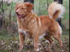 Nova Scotia Duck Tolling Retriever