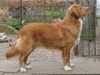nova-scotia-duck-tolling-retriever breeders