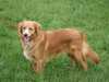 nova-scotia-duck-tolling-retriever stud-dogs