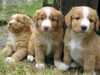 nova-scotia-duck-tolling-retriever puppies