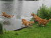 nova-scotia-duck-tolling-retriever clubs