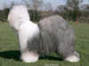 old english sheepdog