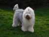 old-english-sheepdog breeders