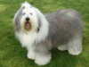 old-english-sheepdog owners
