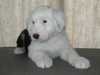 old-english-sheepdog stud-dogs
