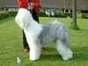 old-english-sheepdog results