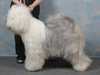 old-english-sheepdog clubs