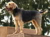 otterhound