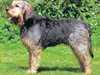 otterhound breeders