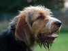 otterhound owners