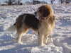 otterhound stud-dogs