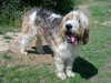 otterhound results