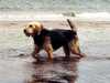 otterhound clubs