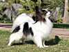papillon