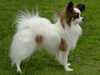 papillon breeders