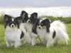 papillon owners