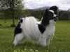 papillon stud-dogs