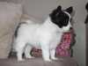 papillon puppies