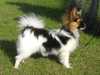 papillon results