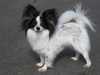 papillon clubs