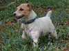 parson russell terrier