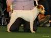 parson-russell-terrier breeders
