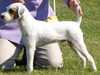 parson-russell-terrier owners