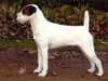 parson-russell-terrier stud-dogs
