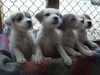 parson-russell-terrier puppies