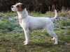 parson-russell-terrier clubs