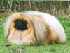 pekingese