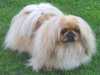 pekingese owners