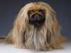 pekingese stud-dogs