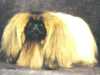 pekingese puppies