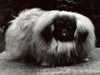 pekingese clubs