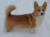 pembroke welsh corgi