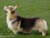 pembroke-welsh-corgi breeders