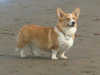 pembroke-welsh-corgi owners